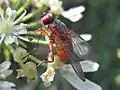 Female.Netherlands