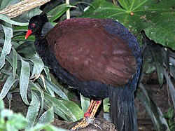 O. n. nobilis