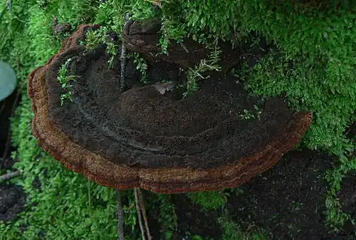 Fuscoporia torulosa