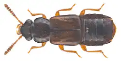Phloeostiba plana