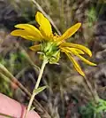 Rear of flower