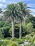 At Tresco Abbey Gardens, Scilly Isles, England