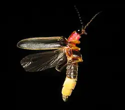 Lampyridae: Male common eastern firefly (Photinus pyralis) from Evansville, United States