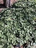 Pachysandra procumbens in the Cornell Botanic Gardens.