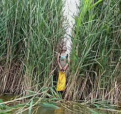 Phragmites australis in the Great Lakes