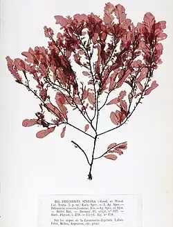 dried specimen