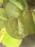 Phyllanthus fluitans leaves on water