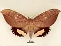 Female, dorsal view