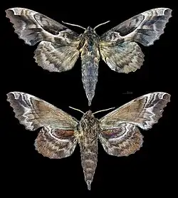Phyllosphingia