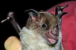 Brown bat