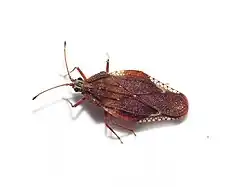 Physatocheila smreczynskii
