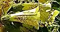 Physochlaina praealta: detail of calyx and brown corolla venation, cropped from a larger image.