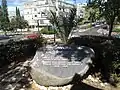 A shoot from Avshalom's palm tree in the yard of the Feinberg House in Hadera