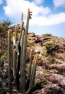 In Antigua