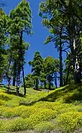 Pinus canariensis