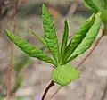 Newly formed leaves taken at the Mt. Cuba Center, 2007