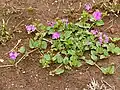C. pentandrus, habit