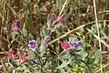 Lavenders and pinks