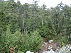 Pinus nigra var. corsicana forest