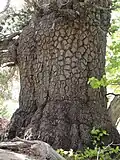 Bark on an old tree, showing the distinctive "crocodile-skin" pattern