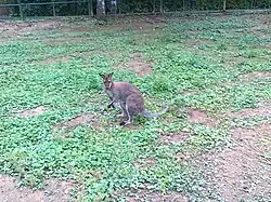 Tammar wallaby