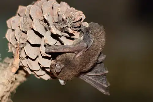 Brown bat