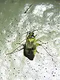 Plagiognathus blatchleyi, Texas