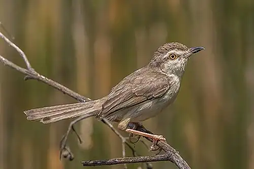 P. i. insularis Sri Lanka