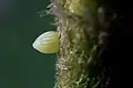 Egg at Tamil Nadu, India