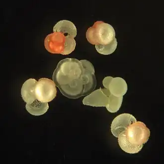 Foraminiferans have calcium carbonate shells and produced the limestone in the Great Pyramids.