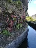 Aeonium glandulosum on a Levada