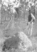 "Ant hillock, showing nest of the beautiful parrakeet, from a photo by D. Le Souef"[9]