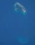 NASA astronaut image of Platte Island (Seychelles) in the Indian Ocean