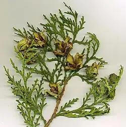 Mature cones, with seeds visible