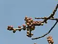 Riping fruits of Ficus arnottiana