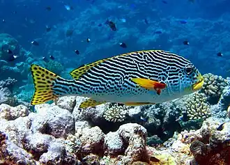 Plectorhinchus lineata