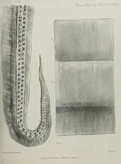 #27 (≤1873) The type specimen of Plectoteuthis grandis, consisting of a single arm (Owen, 1881:pl. 34). The provenance of this material is uncertain, but it may originate from the east coast of South America.[33]