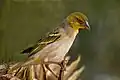 Male (non-breeding) P.&nbsp;c. cucullatus, Gambia