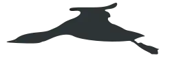 diagram of silhouette of red-throated loon in flight