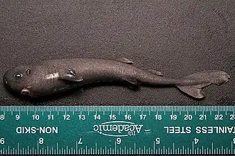 Mollisquama parini