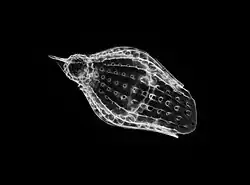 Podocyrtis papalis