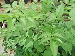 Leaves