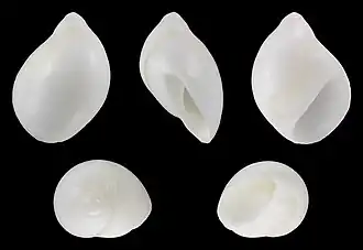 Polinices mammilla