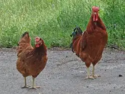 Poltava Clay female and male