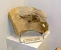 Polyspinatus[26] - Early Eocene beardfish from the Fur Formation, Denmark.