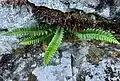 Growing near Snoqualmie Pass