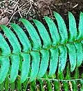 Pinnae shape