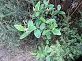 Typical view of plant when not flowering
