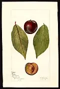 Pander variety of plums (Prunus domestica), with specimen originating in Fayetteville, North Carolina.