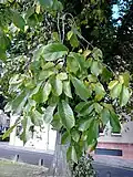 Leaves of same